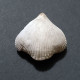 #BRAC01 CYCLOTHYRIS DIFFORMIS Fossil, Brachiopod, Kreide (Frankreich) - Fossils