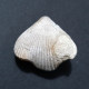 #BRAC01 CYCLOTHYRIS DIFFORMIS Fossil, Brachiopod, Kreide (Frankreich) - Fossiles