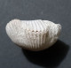 #BRAC01 CYCLOTHYRIS DIFFORMIS Fossil, Brachiopod, Kreide (Frankreich) - Fósiles