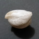 #BRAC01 CYCLOTHYRIS DIFFORMIS Fossil, Brachiopod, Kreide (Frankreich) - Fossili