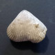 #BRAC02 CYCLOTHYRIS GLOBATA Fossil, Brachiopod, Miozän (Frankreich) - Fossilien