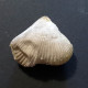 #BRAC02 CYCLOTHYRIS GLOBATA Fossil, Brachiopod, Miozän (Frankreich) - Fossils