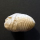 #BRAC02 CYCLOTHYRIS GLOBATA Fossil, Brachiopod, Miozän (Frankreich) - Fósiles