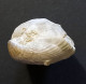 #BRAC02 CYCLOTHYRIS GLOBATA Fossil, Brachiopod, Miozän (Frankreich) - Fossilien