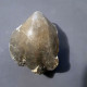 #CERERITHYRIS ARKELLI Fossile, Brachiopoden, Jura (Frankreich) - Fossils