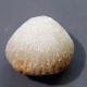 #CYCLOTHYRIS GLOBATA Fossile, Brachiopoden, Jura (Frankreich) - Fossils