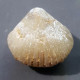 #CYCLOTHYRIS GLOBATA Fossile, Brachiopoden, Jura (Frankreich) - Fossils