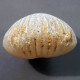 #CYCLOTHYRIS GLOBATA Fossile, Brachiopoden, Jura (Frankreich) - Fossils