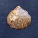 #CYMATORHYNCHIA Sp. Fossile, Brachiopoden, Jura (Frankreich) - Fossils