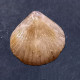 #CYMATORHYNCHIA Sp. Fossile, Brachiopoden, Jura (Frankreich) - Fossiles