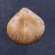 #CYMATORHYNCHIA Sp. Fossile, Brachiopoden, Jura (Frankreich) - Fossils