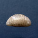 #CYMATORHYNCHIA Sp. Fossile, Brachiopoden, Jura (Frankreich) - Fossielen