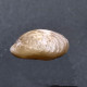 #CYMATORHYNCHIA Sp. Fossile, Brachiopoden, Jura (Frankreich) - Fossils