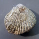 #GLOBIRHYNCHIA SUBOBSOLETA Fossile, Brachiopoden, Jura (Frankreich) - Fósiles