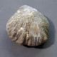 #GLOBIRHYNCHIA SUBOBSOLETA Fossile, Brachiopoden, Jura (Frankreich) - Fossiles