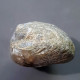 #GLOBIRHYNCHIA SUBOBSOLETA Fossile, Brachiopoden, Jura (Frankreich) - Fossils