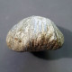 #GLOBIRHYNCHIA SUBOBSOLETA Fossile, Brachiopoden, Jura (Frankreich) - Fossils