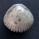 #GONIORHYNCHIA BOUETI Fossile, Brachiopoden, Jura (Großbritannien) - Fossils