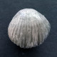 #GONIORHYNCHIA BOUETI Fossile, Brachiopoden, Jura (Großbritannien) - Fossils