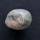 #GONIORHYNCHIA BOUETI Fossile, Brachiopoden, Jura (Großbritannien) - Fossils