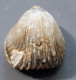 #KALLIRHYNCHIA CONCINNA Fossile, Brachiopoden, Jura (Frankreich) - Fossiles