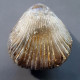 #KALLIRHYNCHIA CONCINNA Fossile, Brachiopoden, Jura (Frankreich) - Fossils