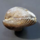 #KALLIRHYNCHIA CONCINNA Fossile, Brachiopoden, Jura (Frankreich) - Fossielen