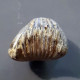 #KALLIRHYNCHIA CONCINNA Fossile, Brachiopoden, Jura (Frankreich) - Fossiles