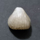 #KALLIRHYNCHIA INDENTATA Fossile, Brachiopoden, Jura (Frankreich) - Fossils