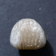 #KALLIRHYNCHIA INDENTATA Fossile, Brachiopoden, Jura (Frankreich) - Fossiles