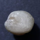 #KALLIRHYNCHIA INDENTATA Fossile, Brachiopoden, Jura (Frankreich) - Fossils