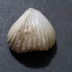 #KALLIRHYNCHIA MULTICOSTATA Fossile, Brachiopoden, Jura (Frankreich) - Fossils