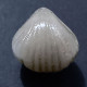 #KALLIRHYNCHIA MULTICOSTATA Fossile, Brachiopoden, Jura (Frankreich) - Fossils