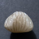 #KALLIRHYNCHIA MULTICOSTATA Fossile, Brachiopoden, Jura (Frankreich) - Fossiles