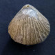 #KALLIRHYNCHIA YAXLENSIS Brachiopoden, Jura (Frankreich) - Fossilien