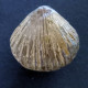 #KALLIRHYNCHIA YAXLENSIS Brachiopoden, Jura (Frankreich) - Fósiles