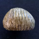 #KALLIRHYNCHIA YAXLENSIS Brachiopoden, Jura (Frankreich) - Fossilien