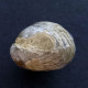 #KALLIRHYNCHIA YAXLENSIS Brachiopoden, Jura (Frankreich) - Fossils