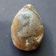 #LOBOTHYRIS PUNCTATA, Fossile, Brachiopoden, Jura (Spanien) - Fossils