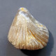 #QUADRATIRHYNCHIA QUADRATA Fossile, Brachiopoden, Jura (Frankreich) - Fossils