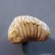 #QUADRATIRHYNCHIA QUADRATA Fossile, Brachiopoden, Jura (Frankreich) - Fossiles