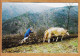 6624 / ⭐ GAYSSIE-PETIT VABRE Tarn Jean HERAIL Labour En Montagne Attelage Boeuf Salon CASTRES 1997 Cliché FARENC - Vabre