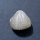 #RHYNCHONELLA COMPRESSA Fossile, Brachiopoden, Kreide (Polen) - Fossielen