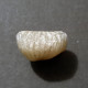 #RHYNCHONELLA COMPRESSA Fossile, Brachiopoden, Kreide (Polen) - Fossielen