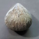 #RHYNHONELLA GRASIANA Fossile, Brachiopoden, Kreide (Marokko) - Fossiles