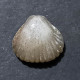 #RHYNCHONELLOIDELLA ELEGANTULA Fossile, Brachiopoden, Jura (Frankreich) - Fósiles