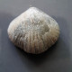 #SEPTALIPHORA ORBIGNYANA Fossile, Brachiopoden, Jura (Frankreich) - Fossils