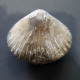 #SEPTALIPHORA ORBIGNYANA Fossile, Brachiopoden, Jura (Frankreich) - Fossils