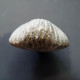 #SEPTALIPHORA ORBIGNYANA Fossile, Brachiopoden, Jura (Frankreich) - Fossils