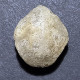 #MOESCHIA CAMPANEA Fossil, Brachiopod, Jura (Frankreich) - Fossiles